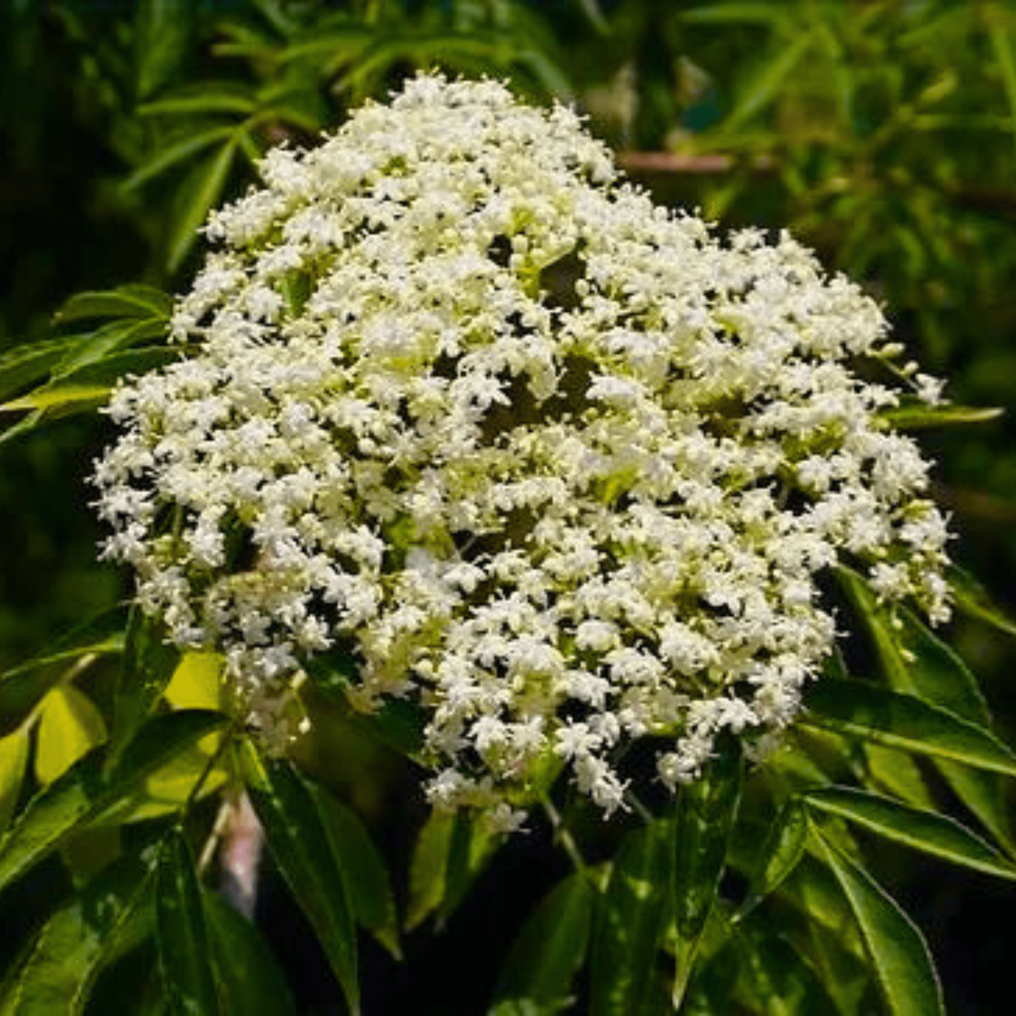 Elderberry (Sambucus nigra) Rare Fruit/Flowering Live Plant