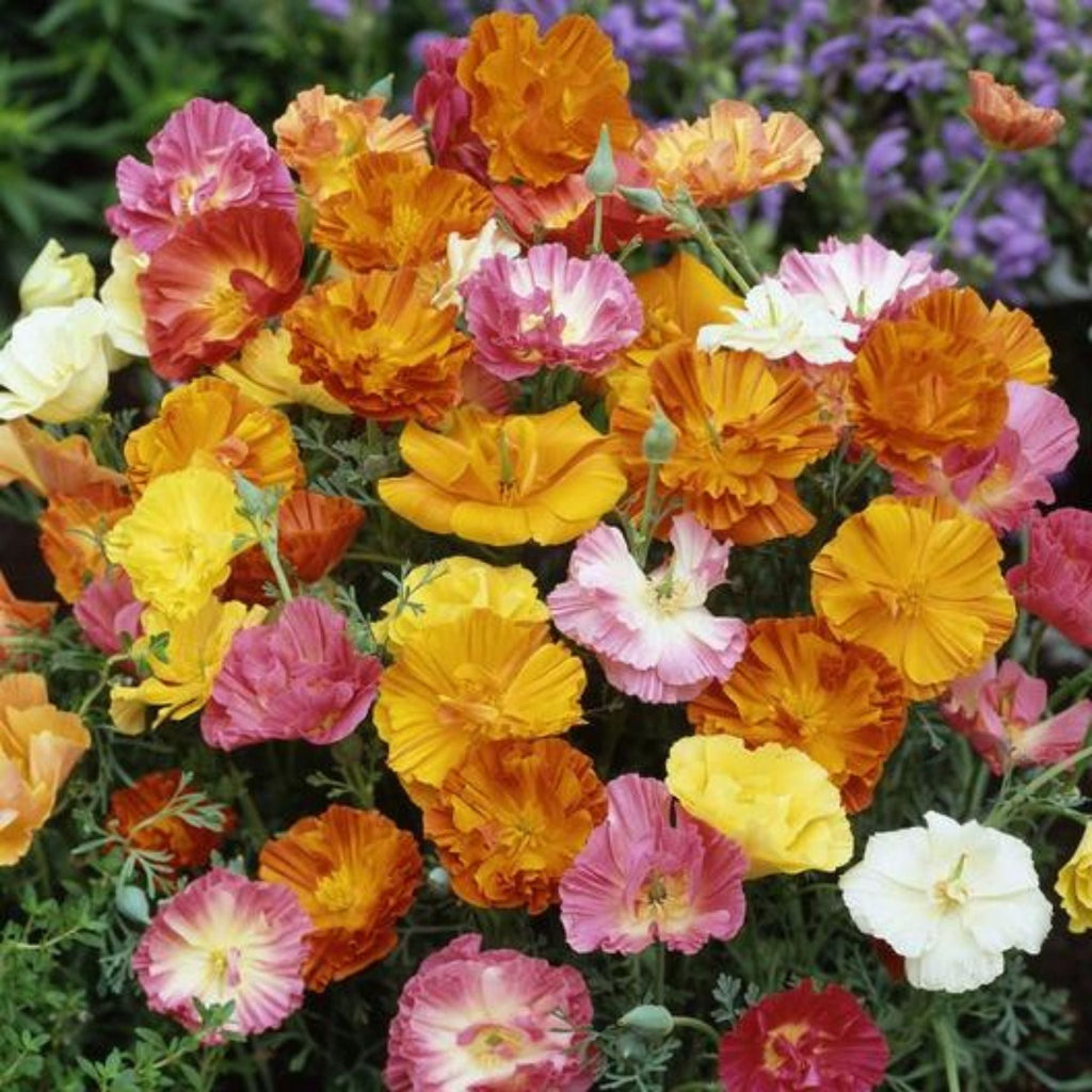 Eschscholzia California Poppy Seeds