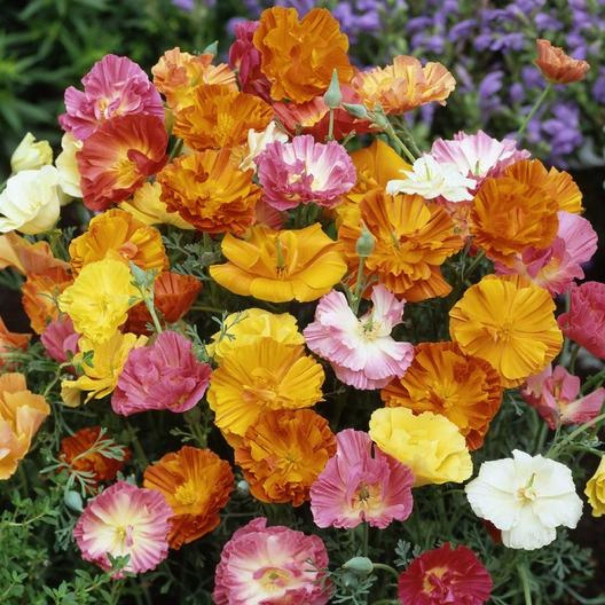 Eschscholzia California Poppy Seeds