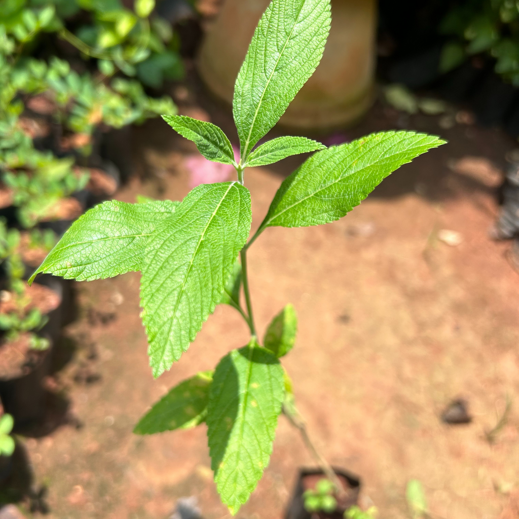 Eucalyptus Tulsi Medicinal Live Plant