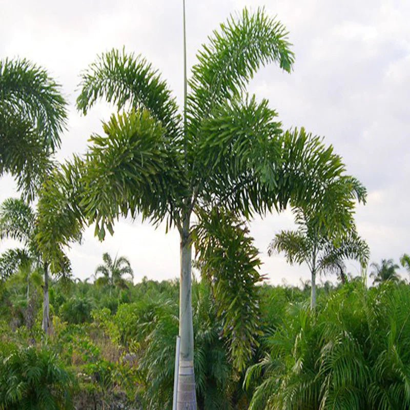 Foxtail Palm (Wodyetia bifurcata) Ornamental Live Plant