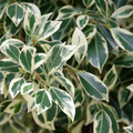Ficus Benjamina Variegated (Weeping Fig / Ficus Benji) Live Plant