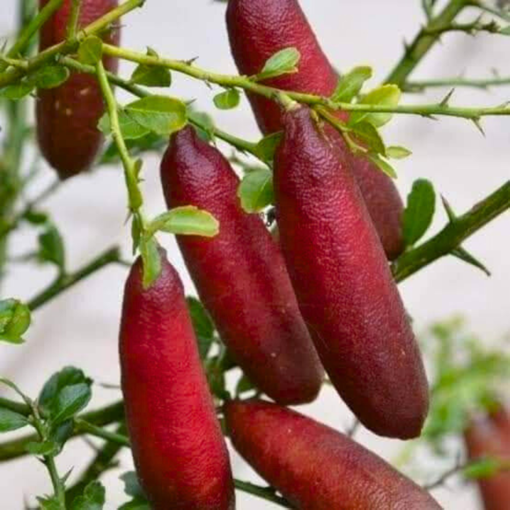 Finger Lime (Citrus australasica) Fruit Plant