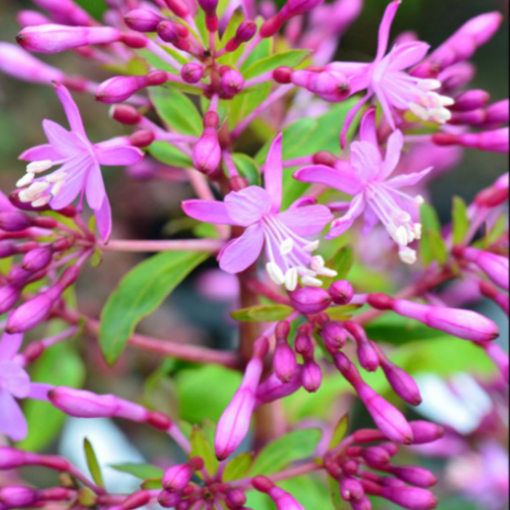 Fuchsia arborescens – Rare Live Flowering Plant