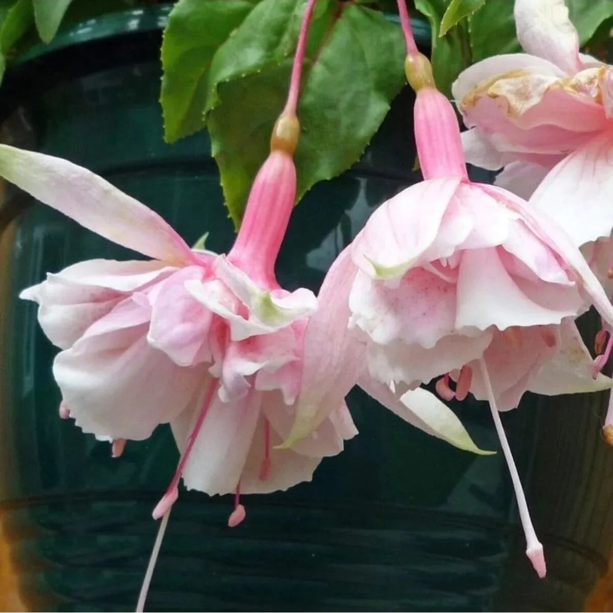 Fuchsia ‘Pink Marshmallow’ – Rare Live Flowering Plant