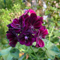 Geranium Ivy Purple Creeper/Climber Flowering Live Plant