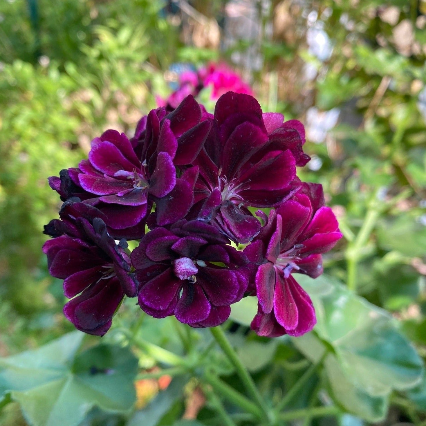 Geranium Ivy Purple Creeper/Climber Flowering Live Plant