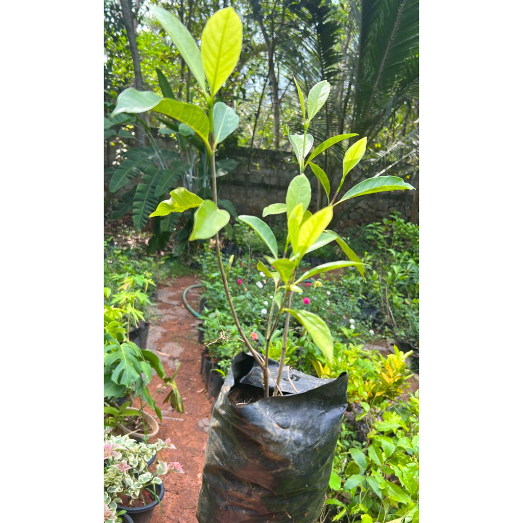 Golden Gardenia/Gandharaj Yellow Highly Fragrant All Time Flowering Live Plant