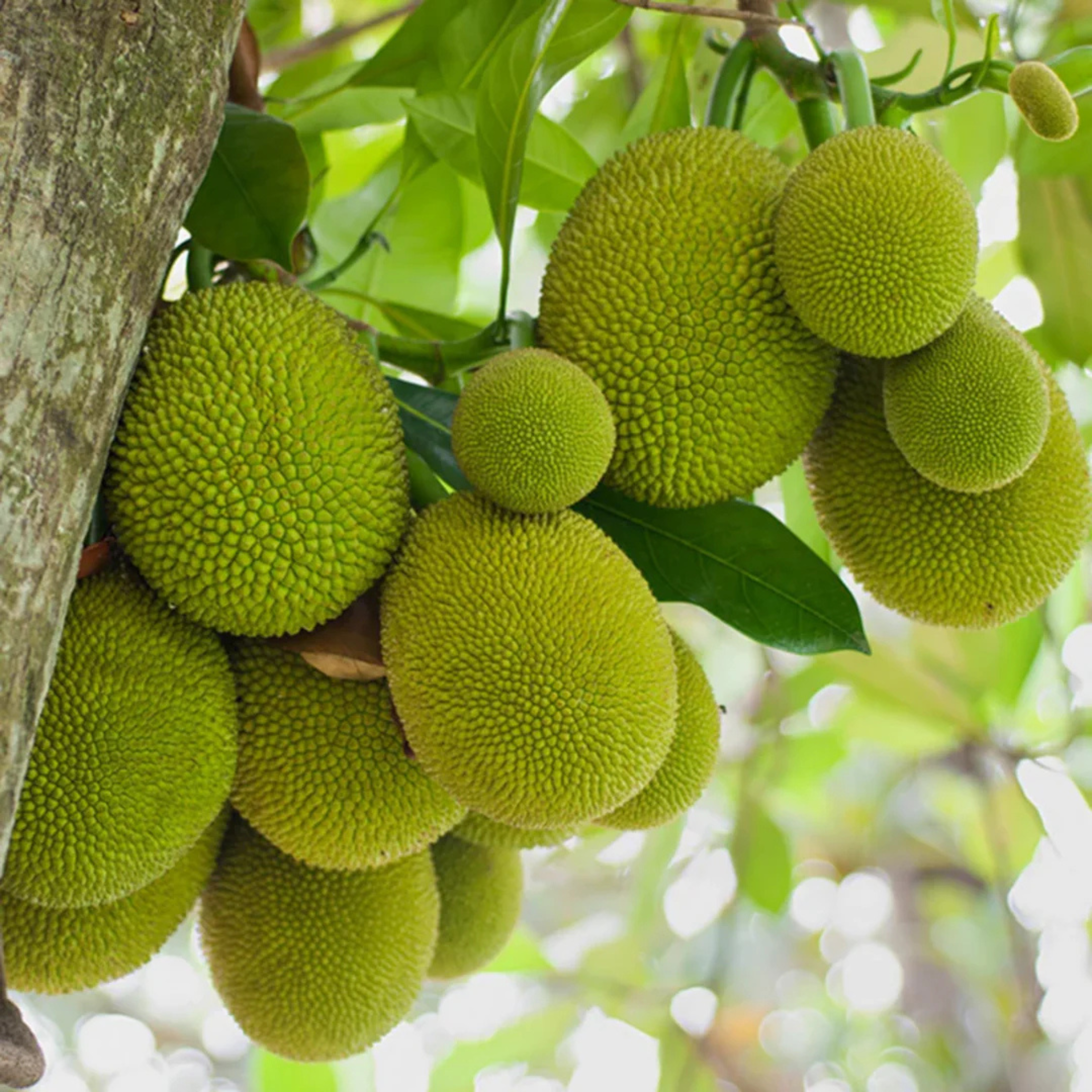 Gumless Jackfruit (Artocarpus heterophyllus) Fruit Live Plant