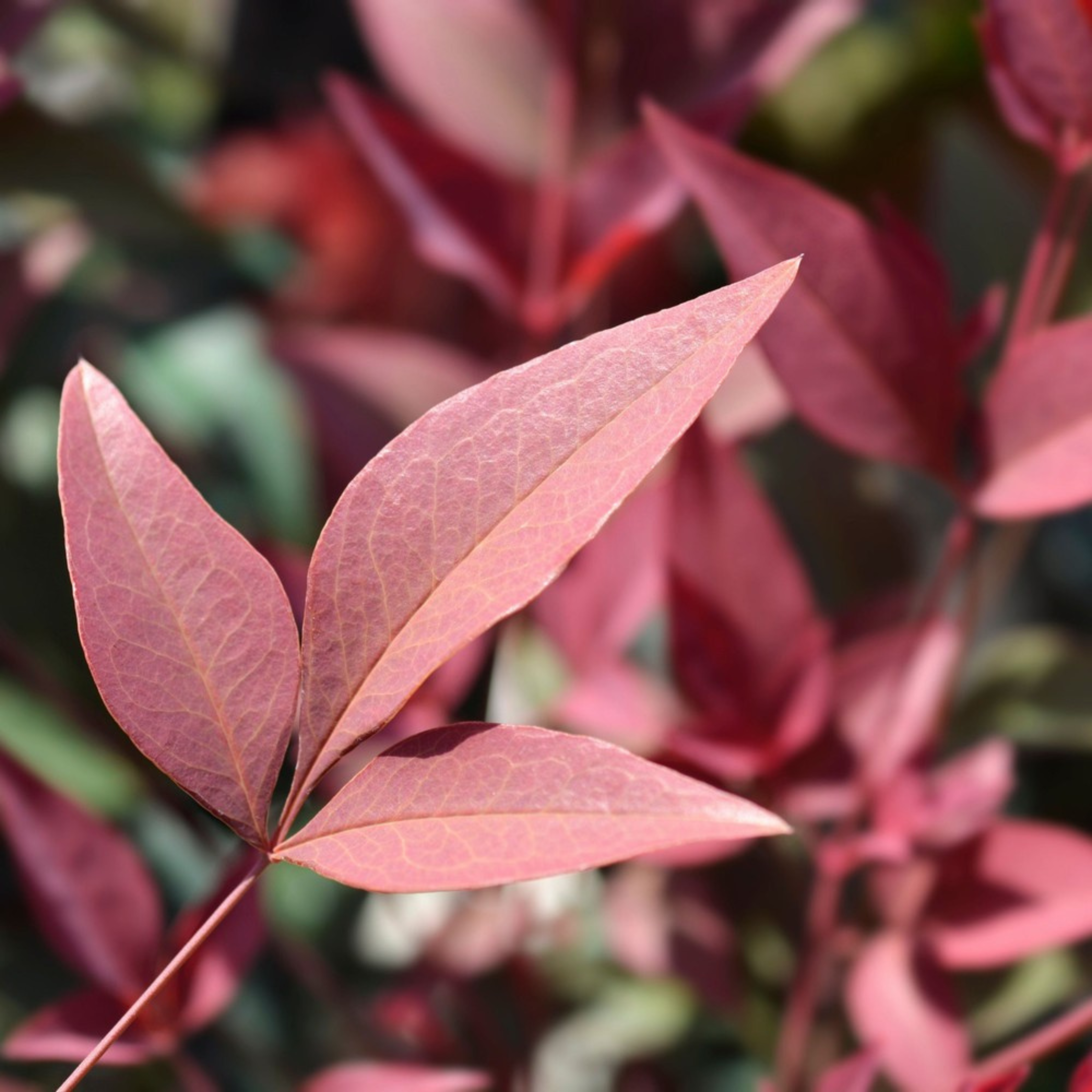 Heavenly Bamboo (Nandina domestica) Medicinal Live Plant