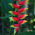 Heliconia Rostrata Flowering Live Plant