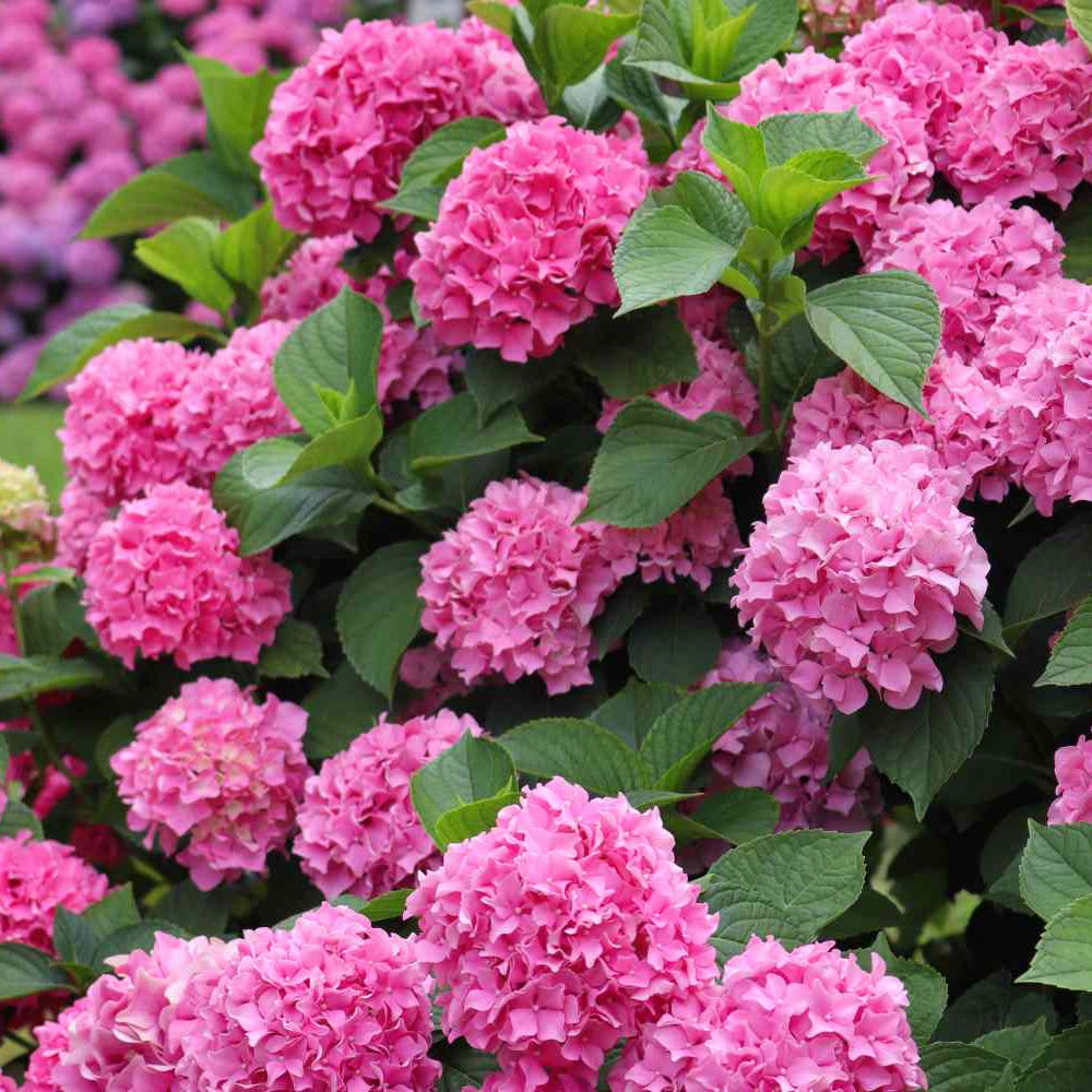 Hydrangea Pink (Hydrangea macrophylla) Flowering Live Plant
