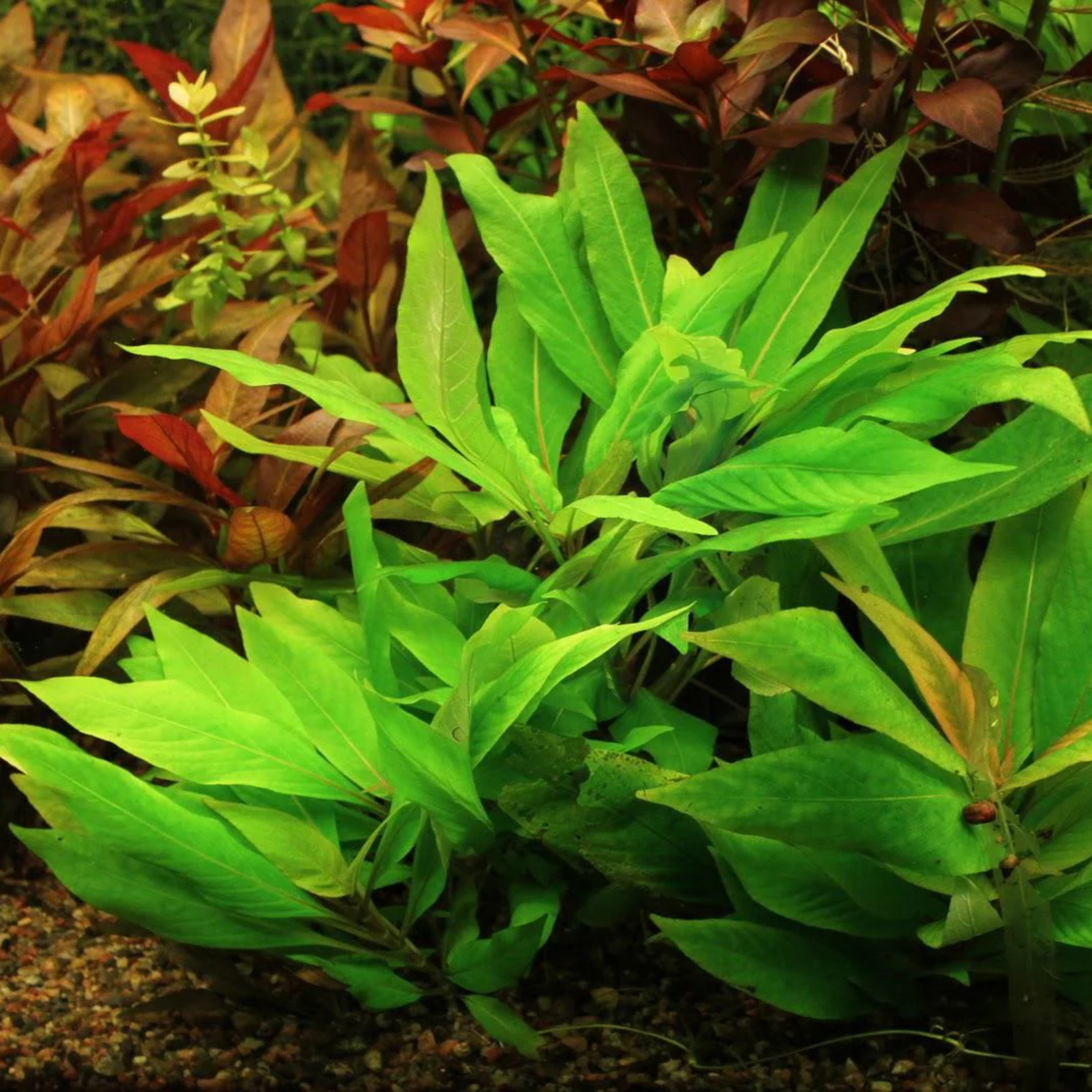 Hygrophila Corymbosa Aquarium Live Plant