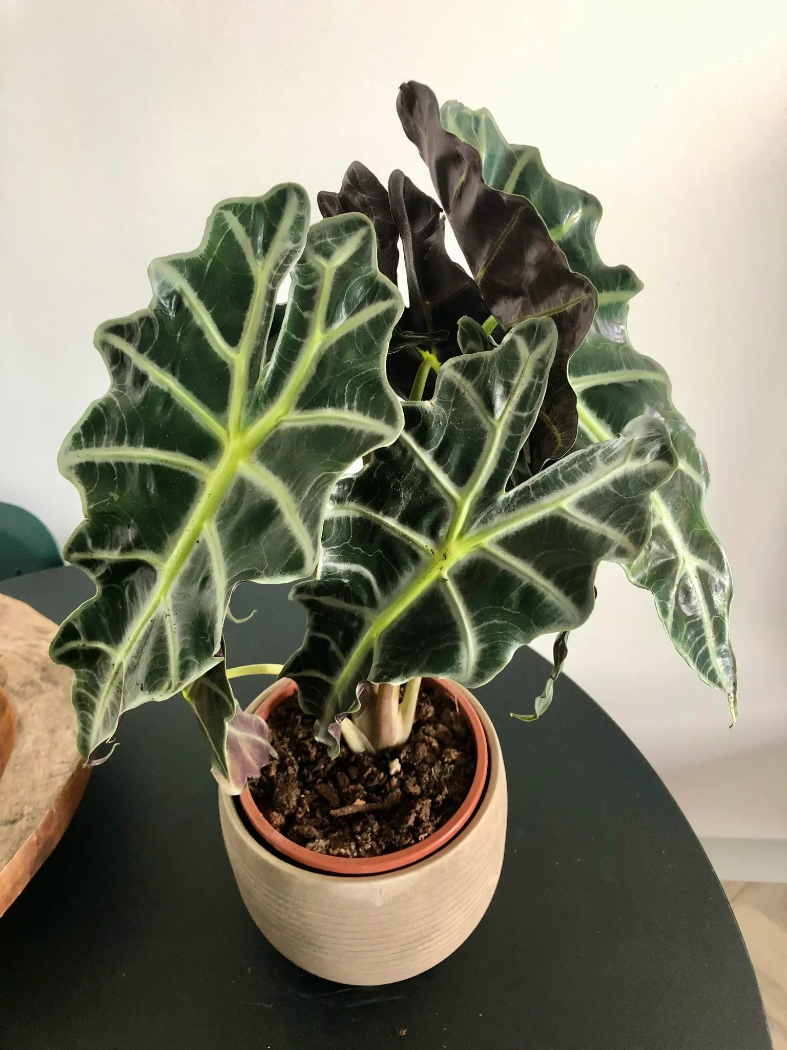 Alocasia Amazonica (Elephant's ear) Indoor / Outdoor Live Plant