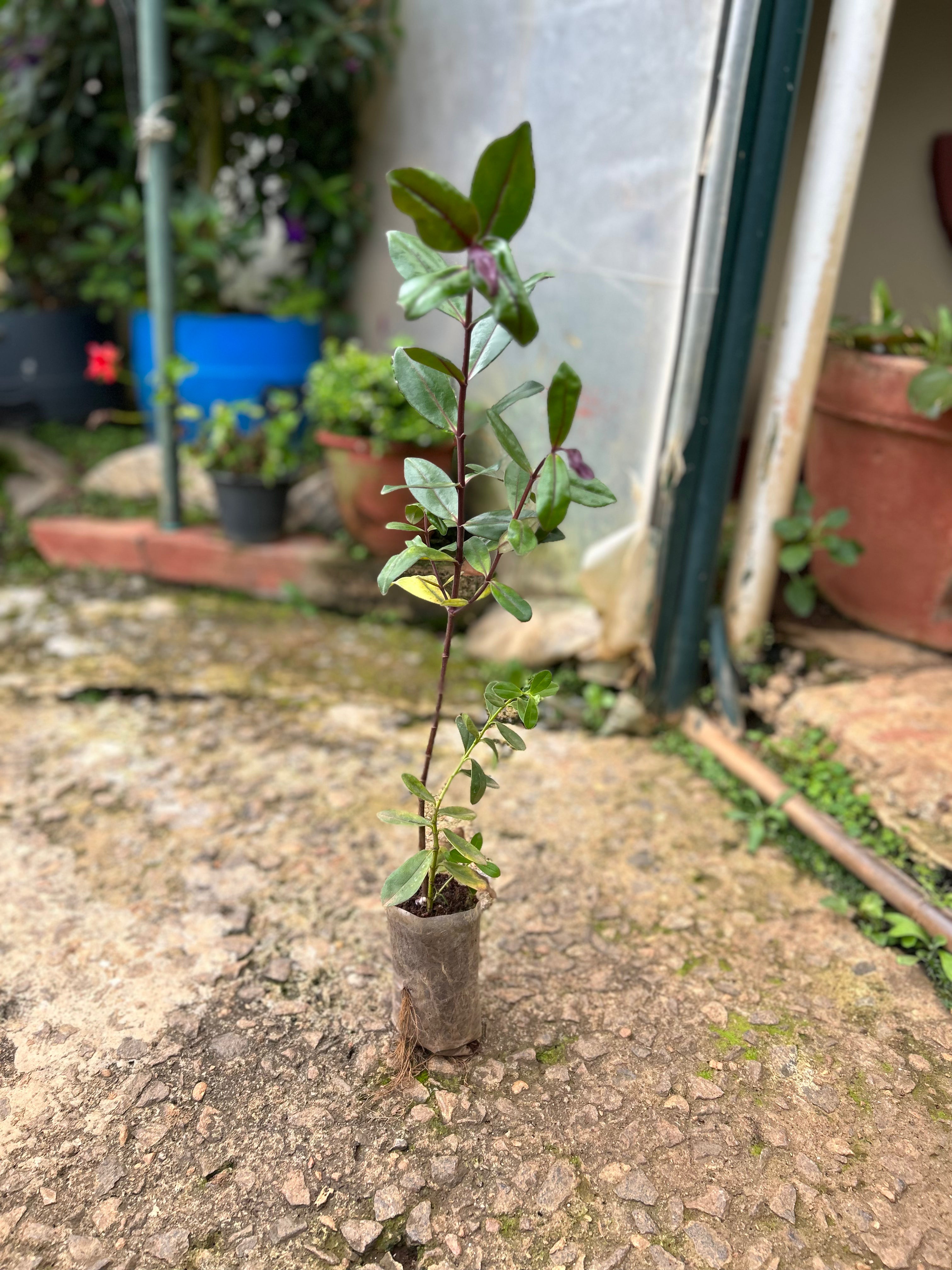 Rare Hebe Speciosa Magenta Flowering Live Plant