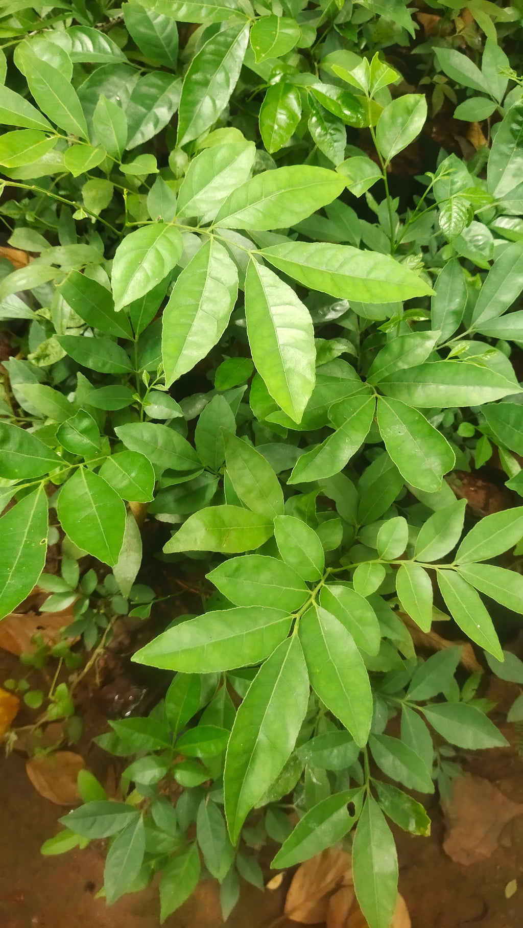 Mouth Freshner Live Plant