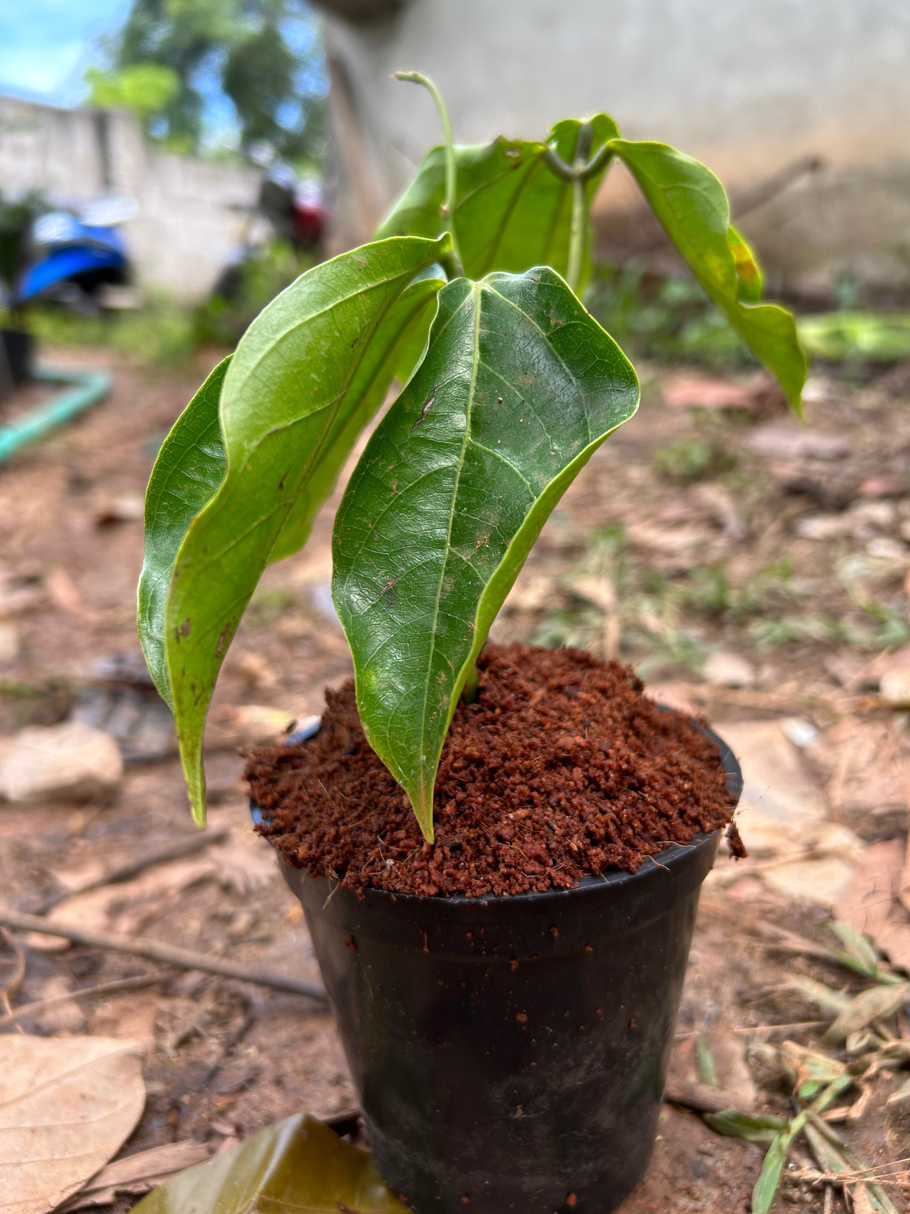 Nema/Blue Jade Vine (Strongylodon macrobotrys) & Red Jade Vine (Mucuna Bennettii) Combo Live Plants