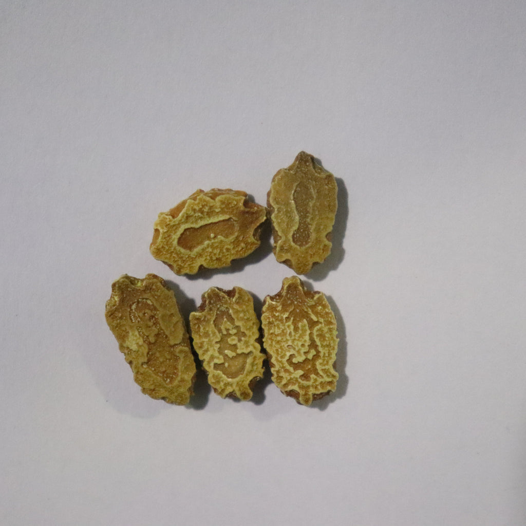 Organic Green Short Bitter Gourd Seeds - Open Pollinated
