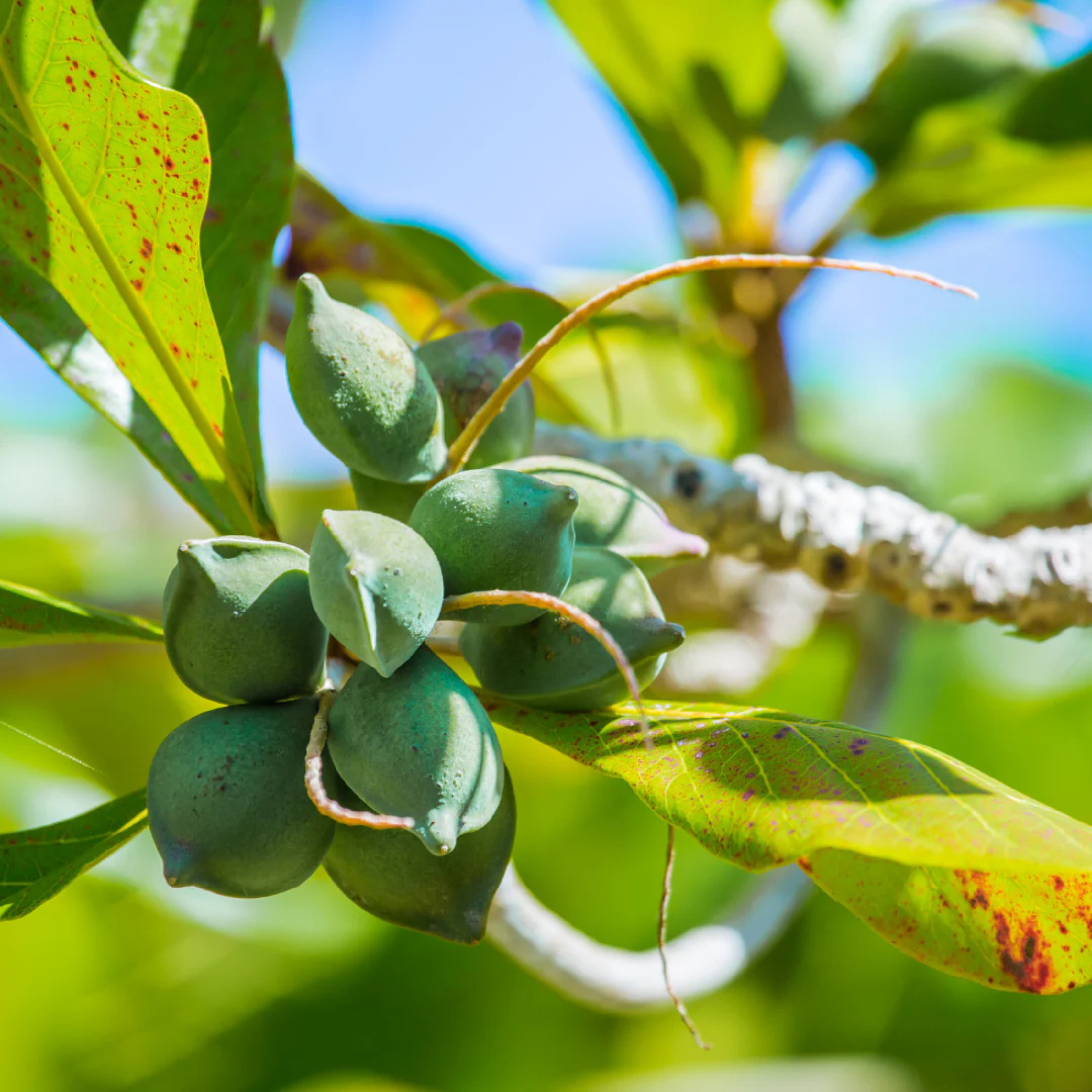 Indian Almond / Badam (Terminalia catappa) Fruit Live Plant