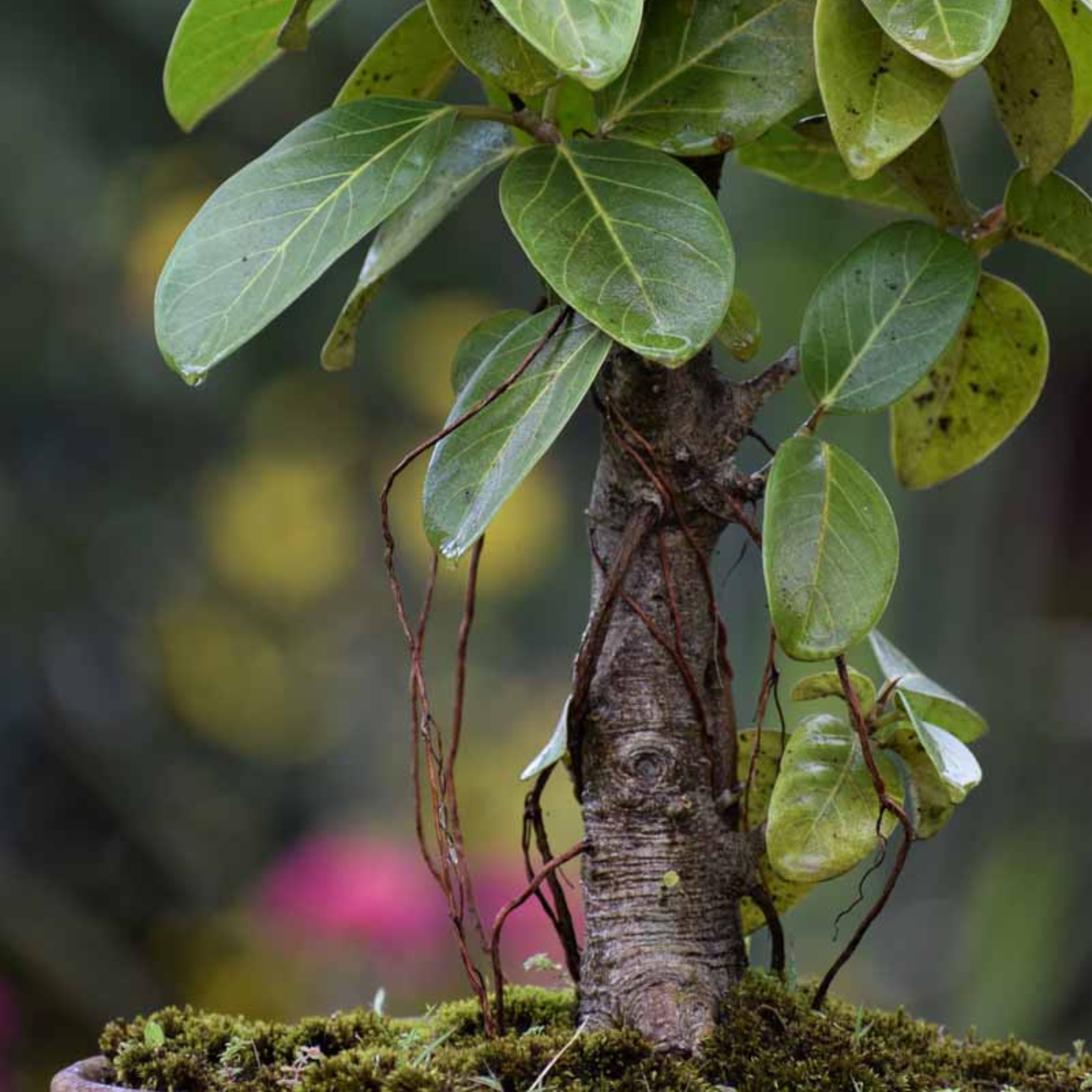 Indian Banyan Tree Bonsai (Ficus Benghalensis) Indoor Live Plant