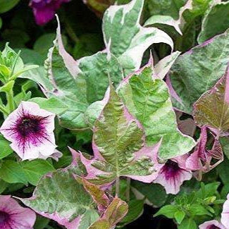 Ipomoea Varigated /Batatas Pink Frost Vine Flowering Live Plant