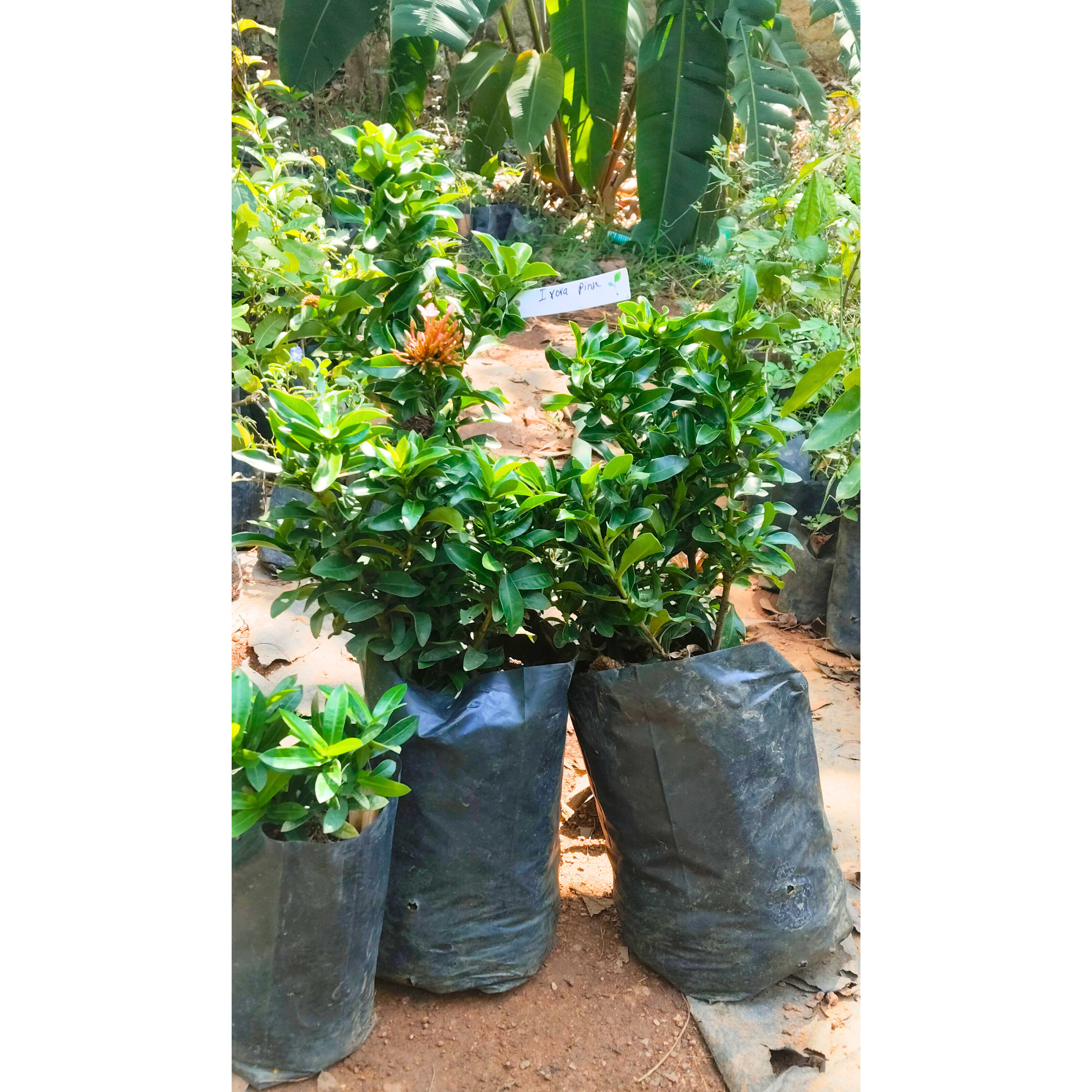 Ixora Pink All Time Flowering Live Plant
