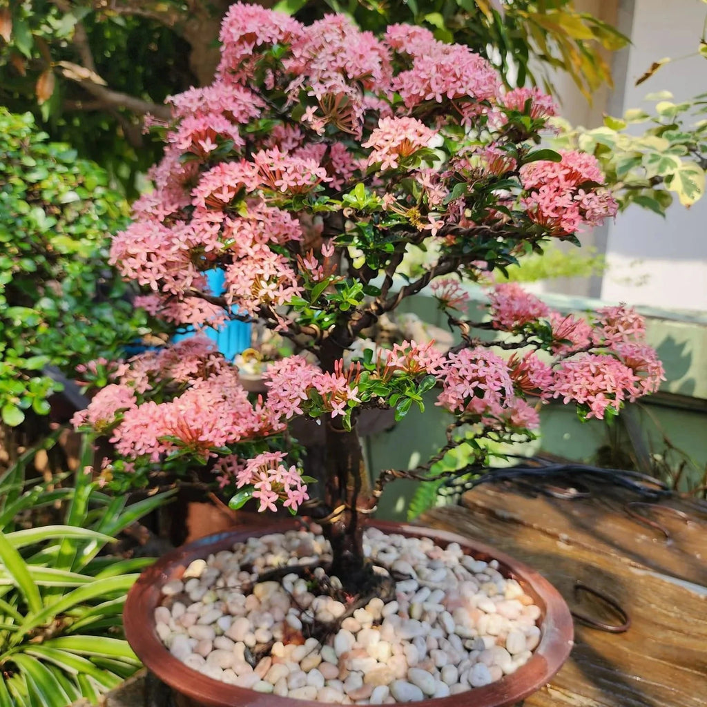 Ixora Pink Bonsai Live Plant