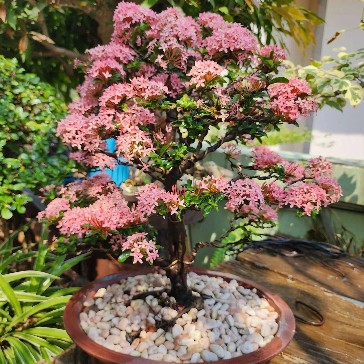 Ixora Pink Bonsai Live Plant