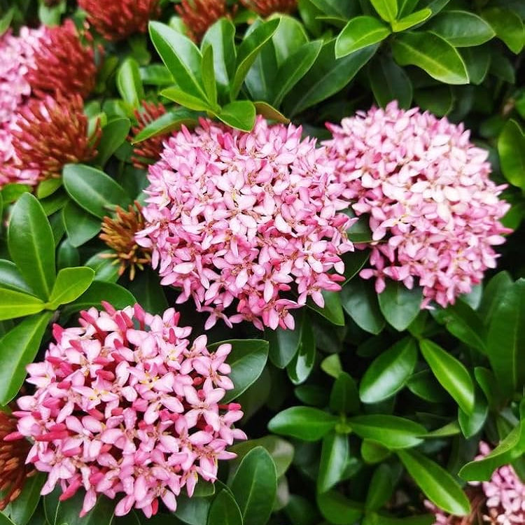 Ixora Pink Bonsai Live Plant