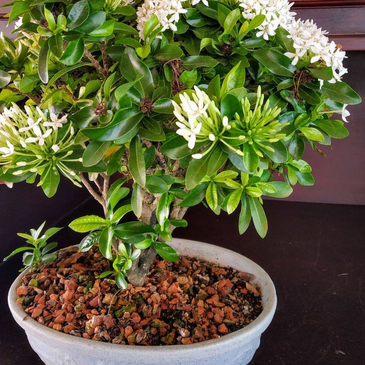 Ixora White Bonsai Live Plant