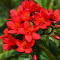 Jatropha (Nettlespurge) All Time Flowering Live Plant