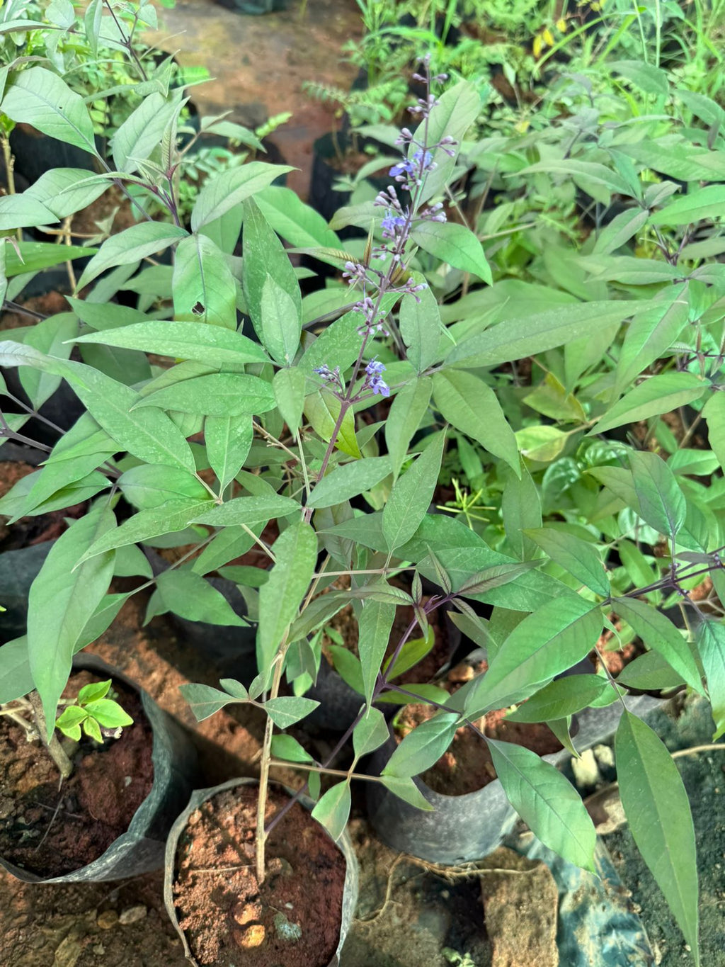Karum Nochi / Black nochi (Vitex negundo) Live Plant