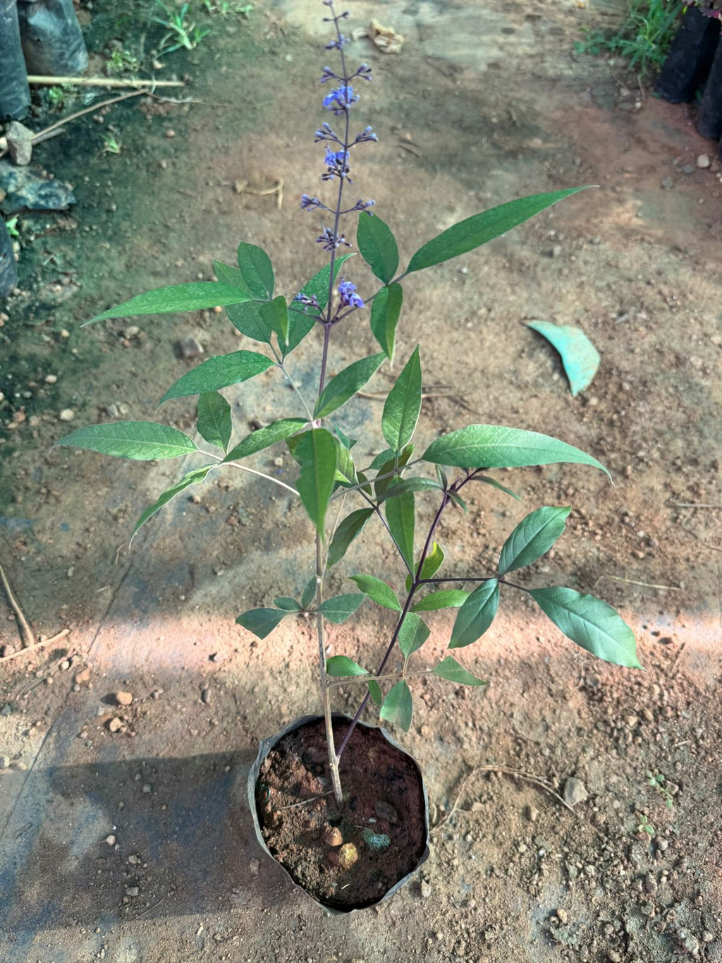Karum Nochi / Black nochi (Vitex negundo) Live Plant