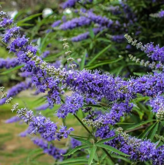 Karum Nochi / Black nochi (Vitex negundo) Live Plant
