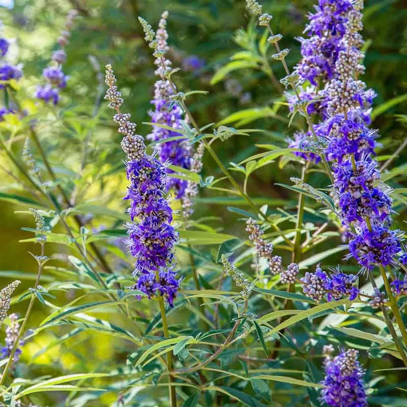 Karum Nochi / Black nochi (Vitex negundo) Live Plant