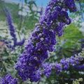 Karum Nochi / Black nochi (Vitex negundo) Live Plant