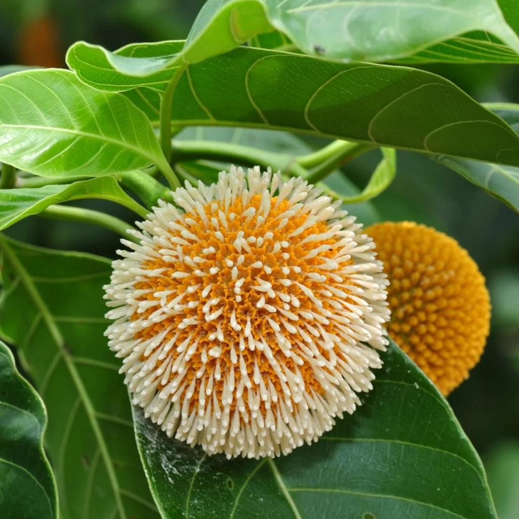 Kadamb Flowering Plants Combo
