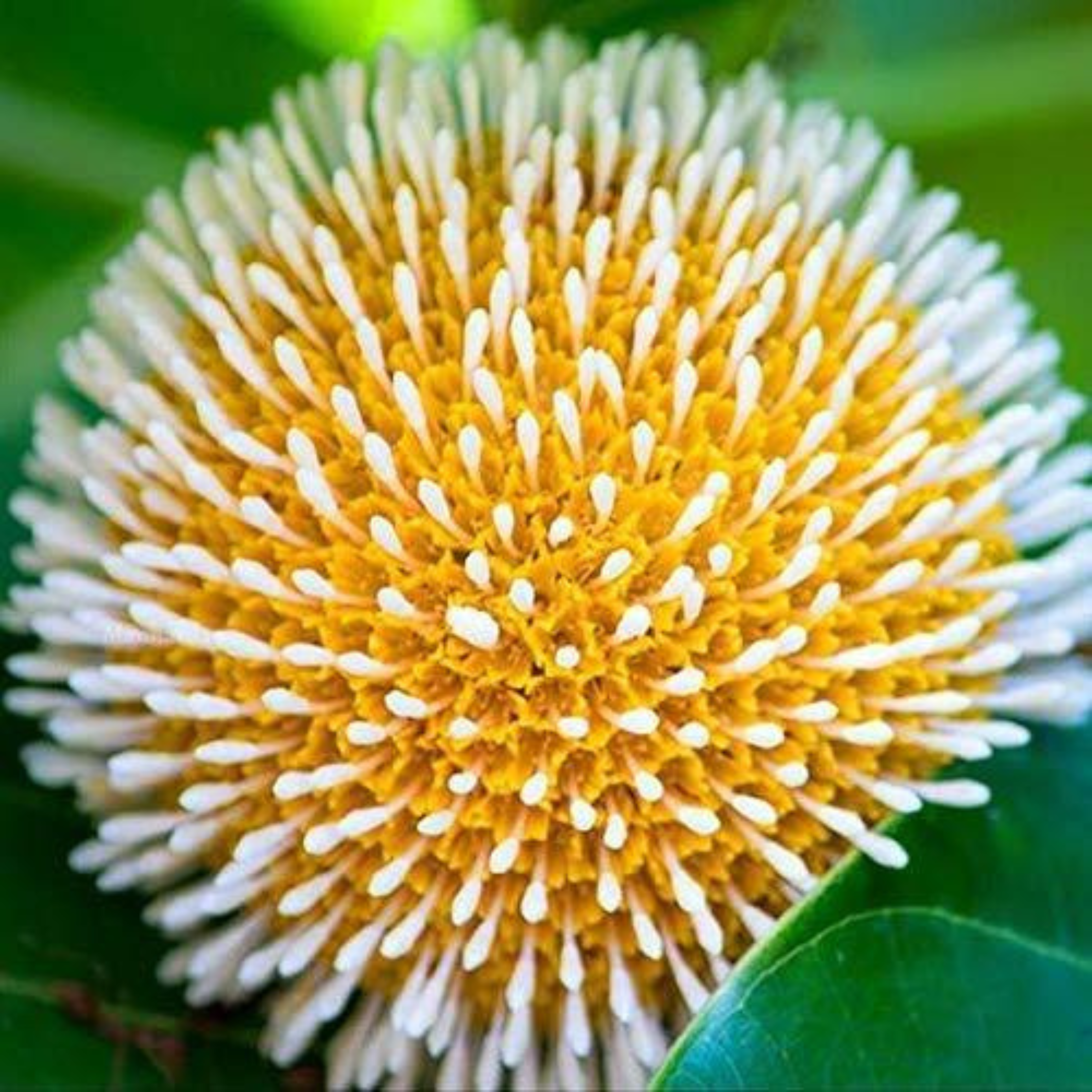 Kadamb Flowering Plants Combo