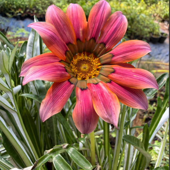 Gazania splendens ‘Kiss Rose’ – Rare Flowering plant