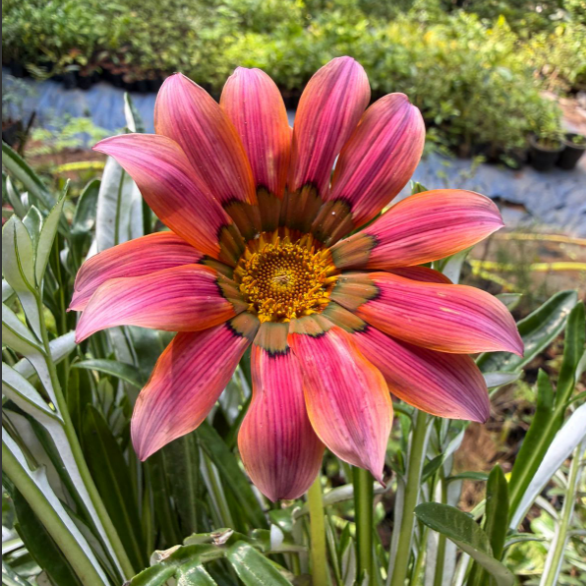 Gazania splendens ‘Kiss Rose’ – Rare Flowering plant