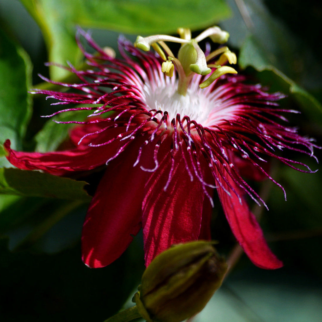 Passiflora Lady Margaret burgandy (Krishna Kamal) Flowering Live Plant
