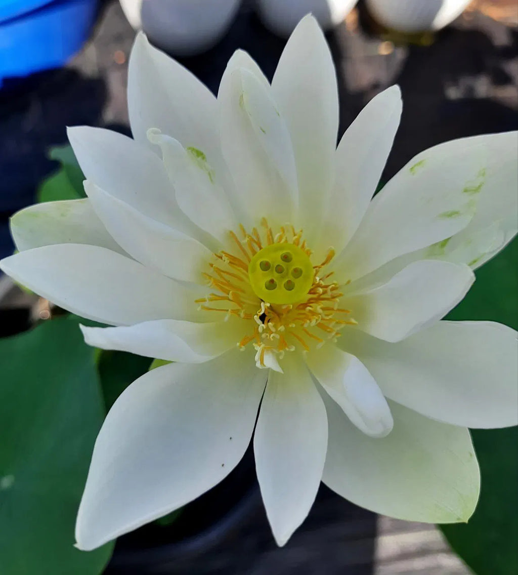 Foreigner White Lotus live plant