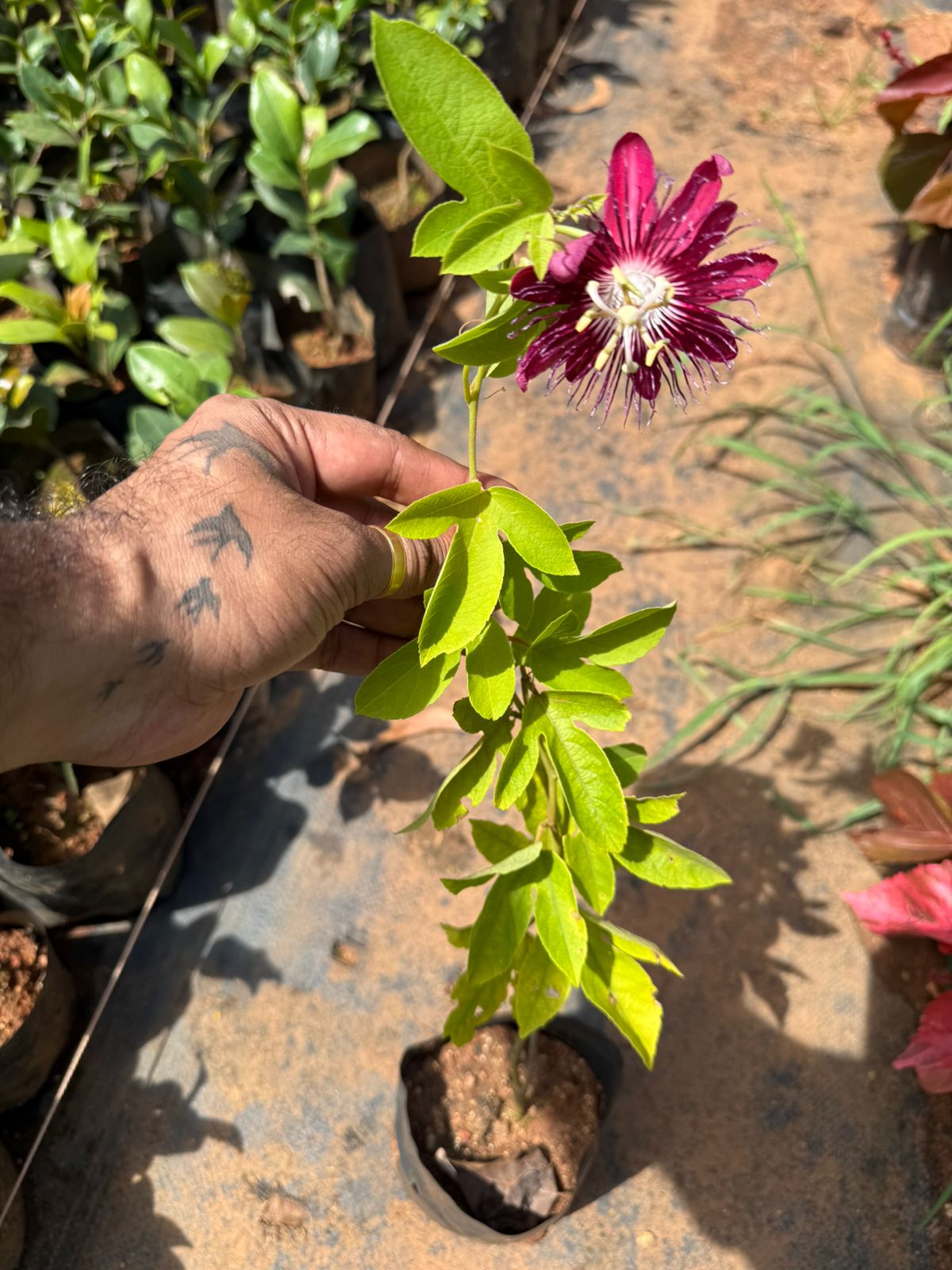 Passiflora Lady Margaret burgandy (Krishna Kamal) Flowering Live Plant