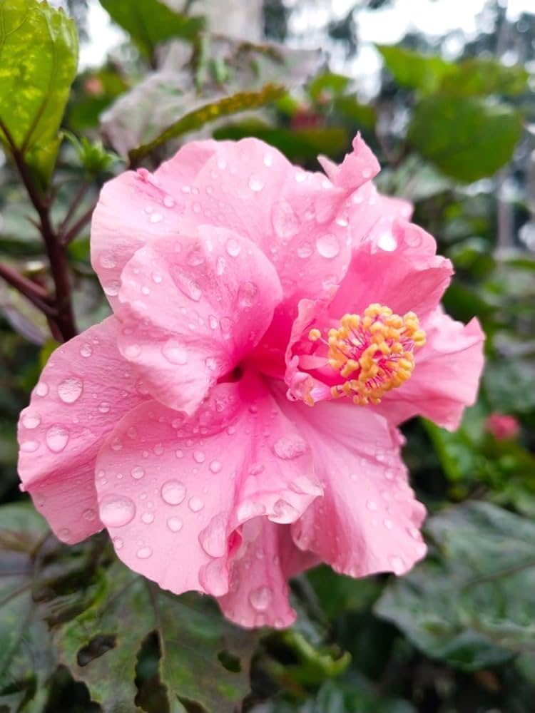 Pink Multi Petal Hibiscus All Time Flowering Live Plant