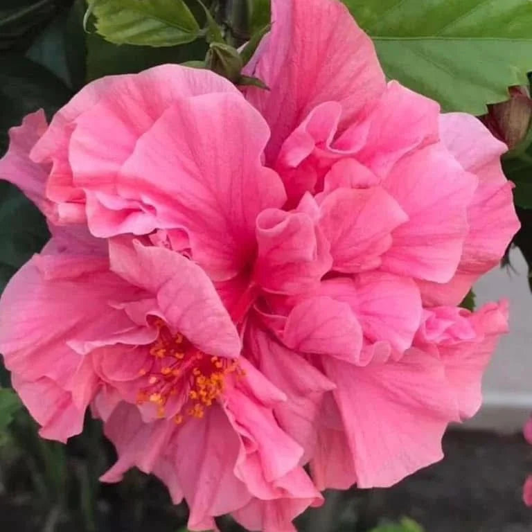 Pink Multi Petal Hibiscus All Time Flowering Live Plant