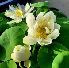 Foreigner White Lotus live plant