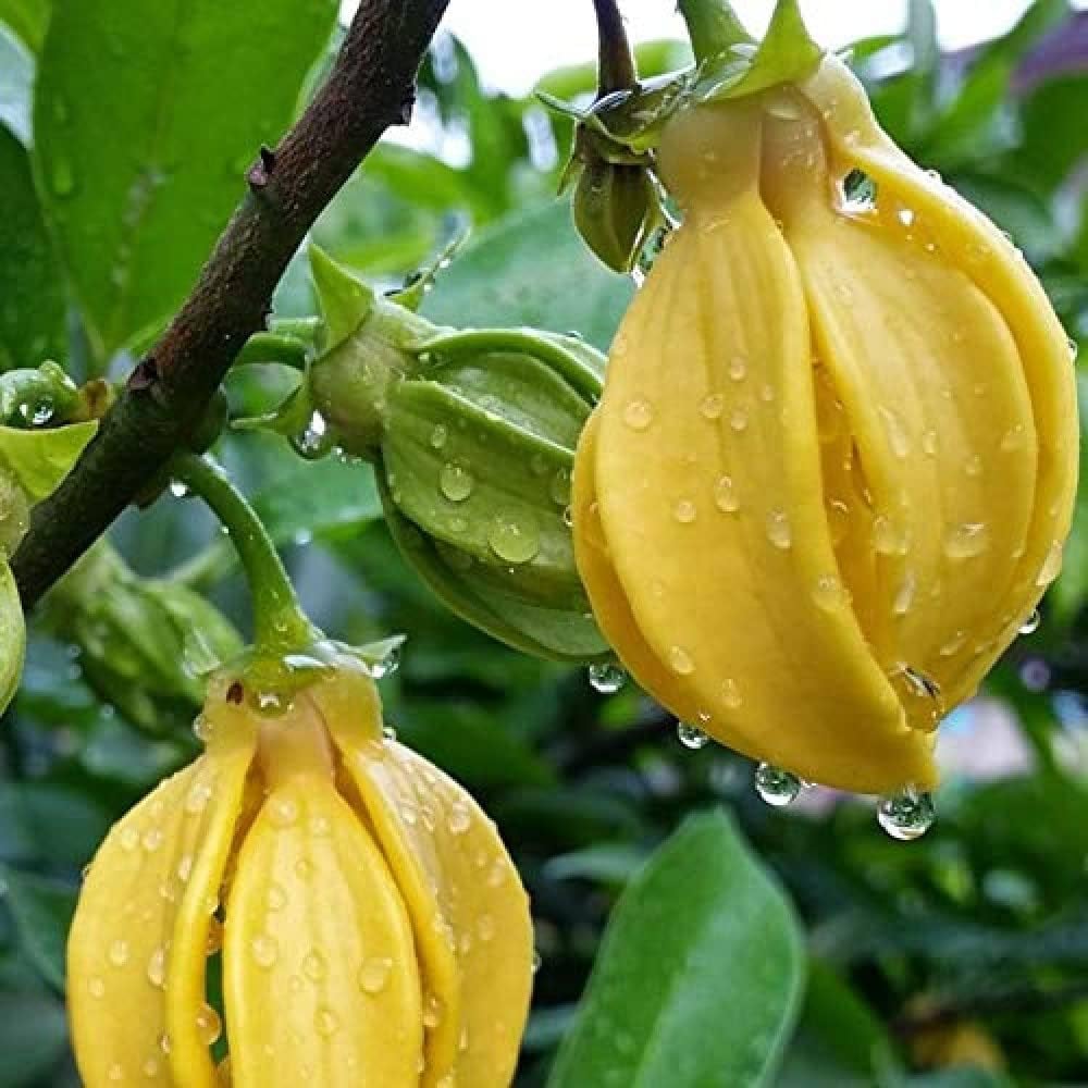 Langi Langi / Ylang Ylang (Cananga odorata) Rare Highly Fragrant Flowering Live Plant