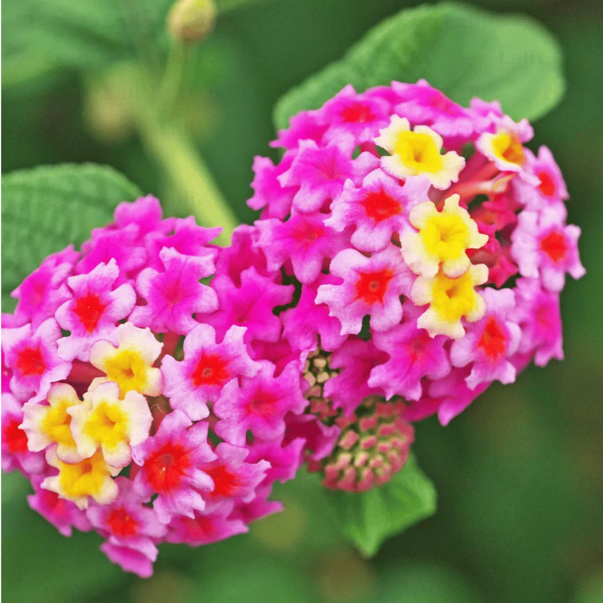 Lantana Pink Imported (Tick Berry) All Time Flowering Live Plant
