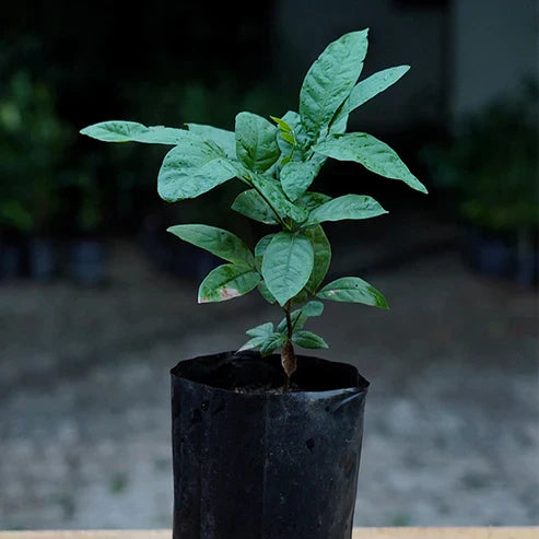 Ice Cream Bean Live Plant (Inga Edulis)