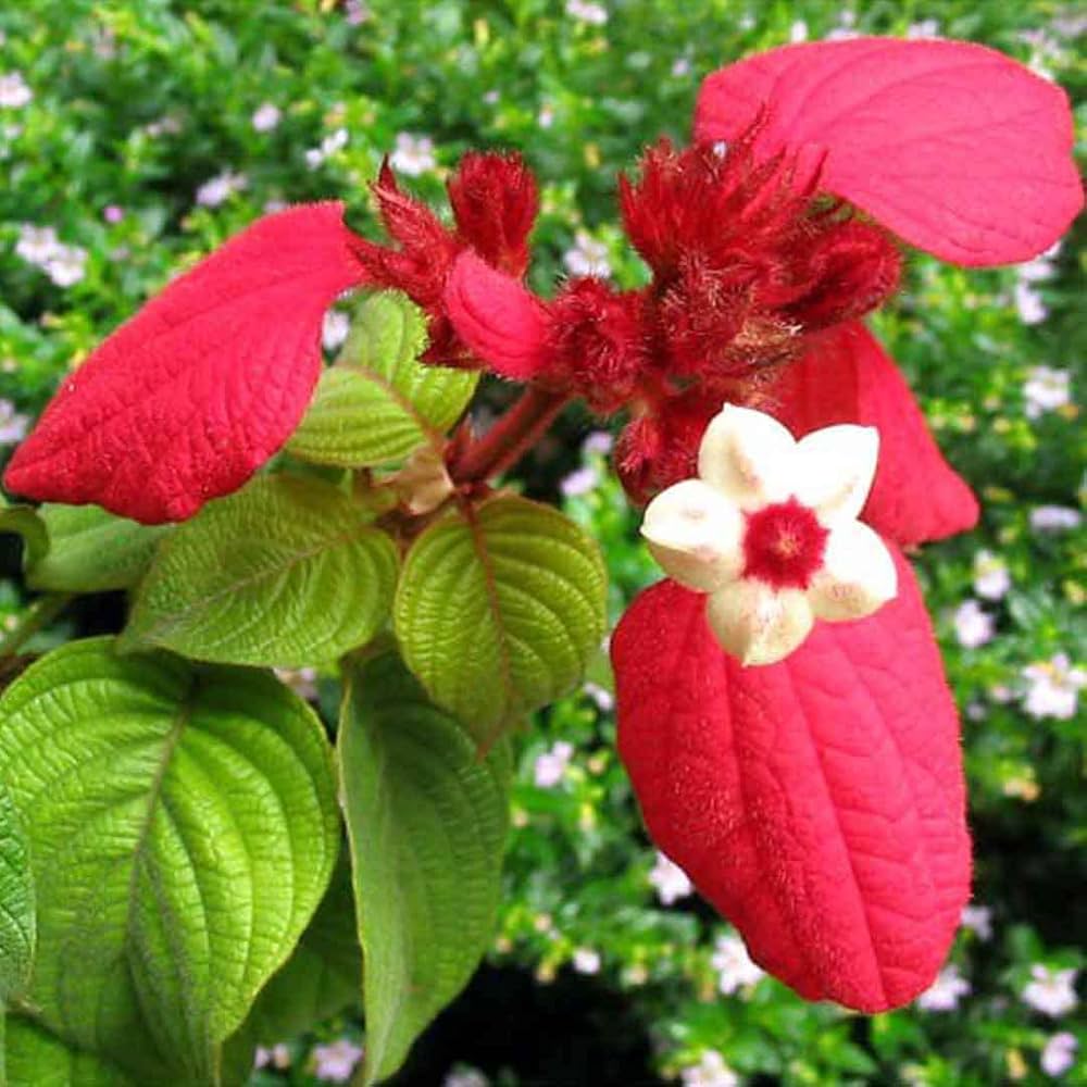 Mussaenda Red All Time Flowering Live Plant